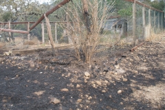 Burned-Garden-Enclosure