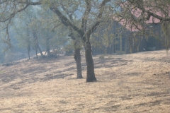 Fire-Burned-Trees