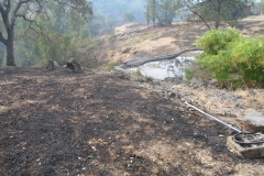 Pond-after-Fire
