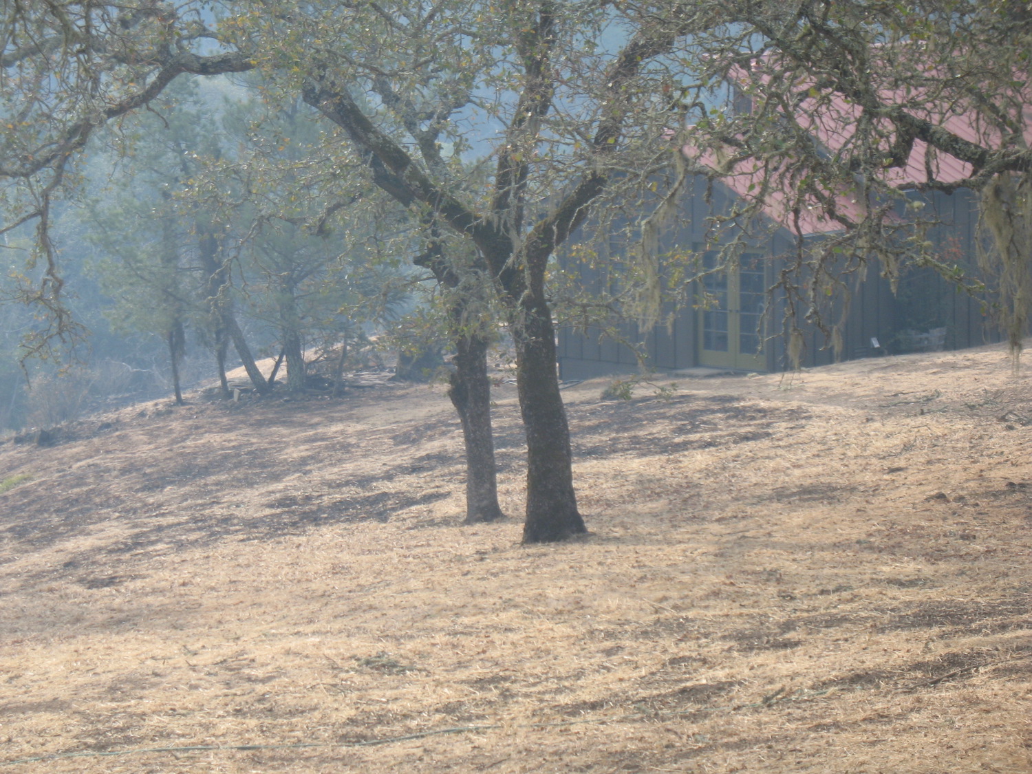 Fire-Burned-Trees