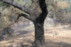 Burned-Tree-1