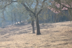 Fire-Burned-Trees-1