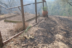 Garden-after-Fire