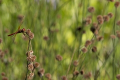 Dragonfly in Field