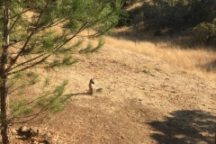 Fox Waiting for Food