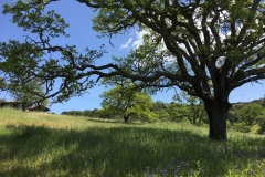 Oak in Springtime