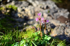 Wild Fuschia