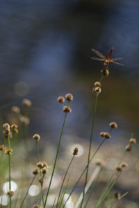 Blue Dragonfly