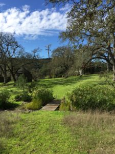 Bridge from Garden