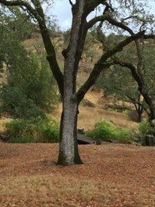 Oak after the First Rain