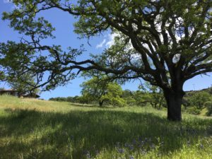 Oak in Springtime