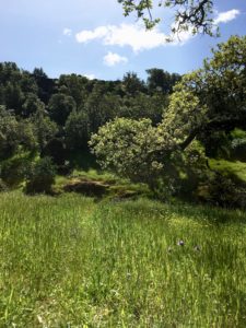 Spring Fields