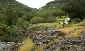 Bench near Creek