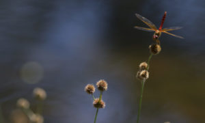 Dragonfly on Blue