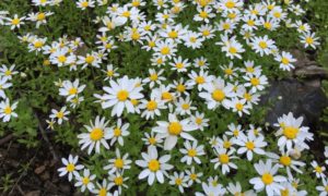 Daisy Header