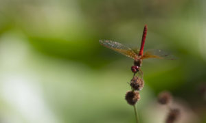 Red Dragonfly Header